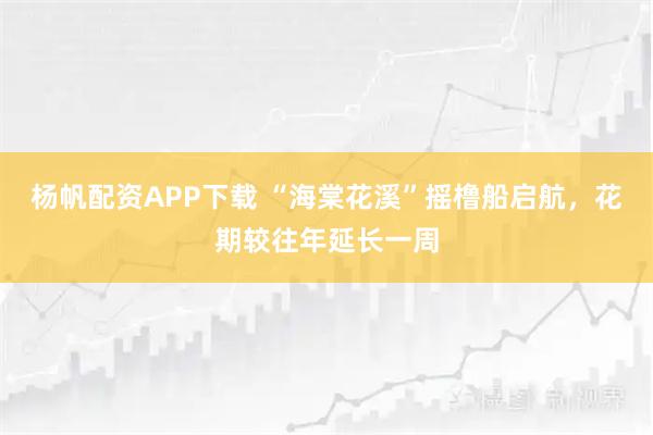 杨帆配资APP下载 “海棠花溪”摇橹船启航，花期较往年延长一周